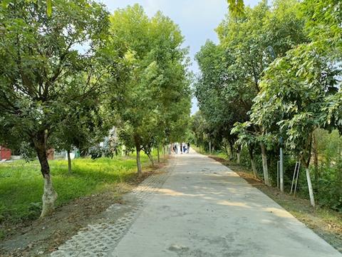 紅嶺村村道寬闊整潔，綠樹成蔭.jpg