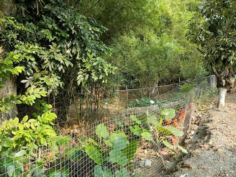 雞被村民們圈養起來，避免了村莊的環境污染.jpg