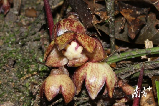 廣東石門臺國家級自然保護區現新物種石門臺蜘蛛抱蛋。