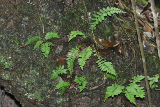國達鐵角蕨。丹宣供圖