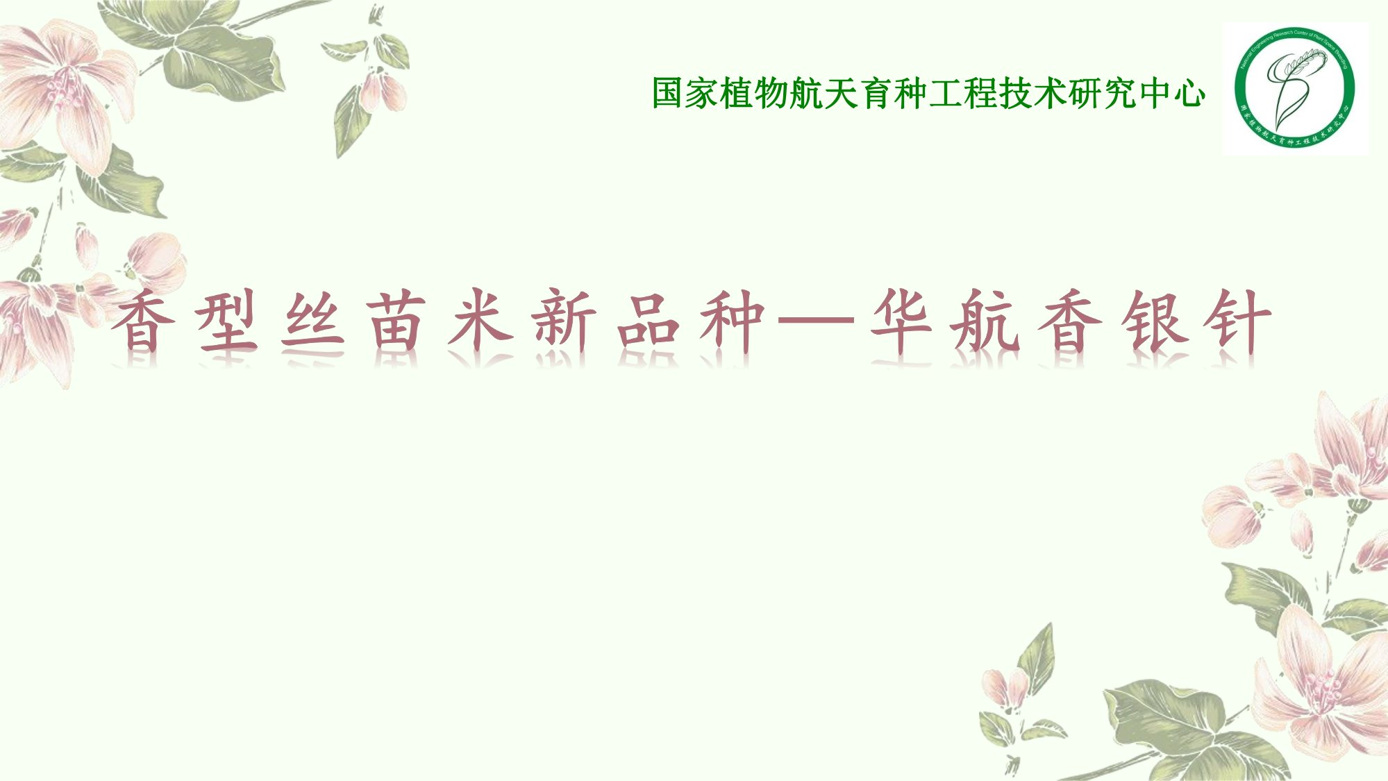 優質豐產抗病香型絲苗米品種-華航香銀針-華航31號等品種簡介-1.jpg