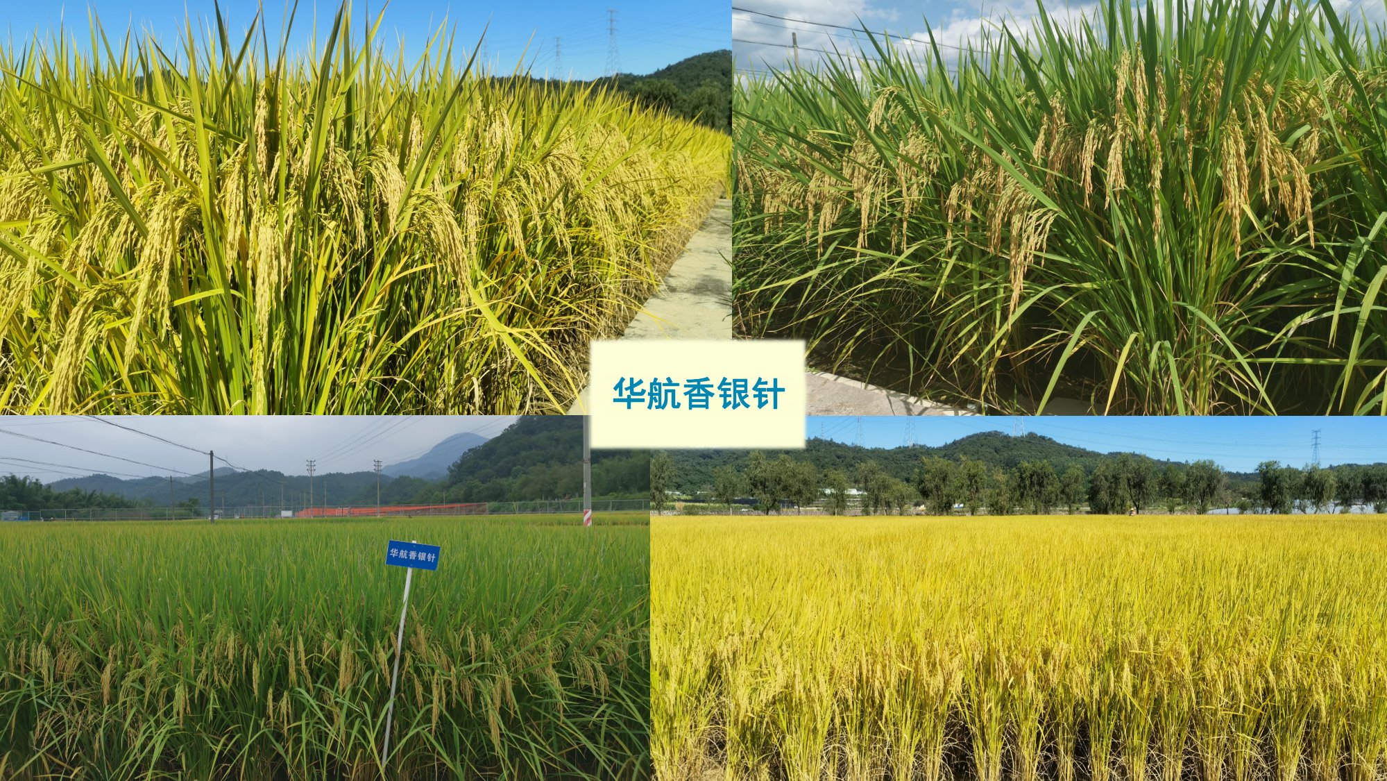 優質豐產抗病香型絲苗米品種-華航香銀針-華航31號等品種簡介-3.jpg