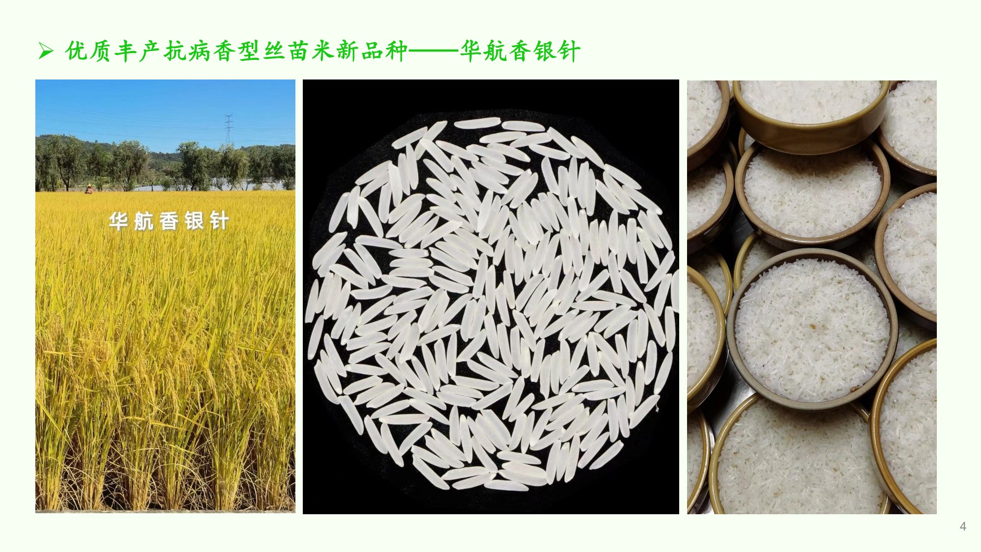 優質豐產抗病香型絲苗米品種-華航香銀針-華航31號等品種簡介-4.jpg
