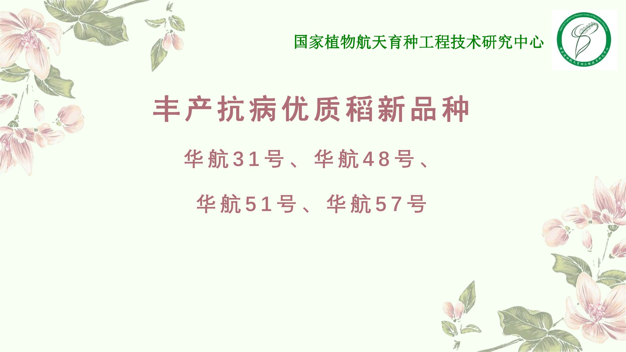 優質豐產抗病香型絲苗米品種-華航香銀針-華航31號等品種簡介-5.jpg