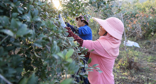 韶關油茶迎豐收。