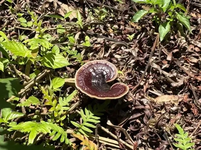 南豐鎮(zhèn)萬(wàn)畝靈芝谷里仿野生種植的靈芝。肇慶市融媒體中心記者 夏紫怡 攝