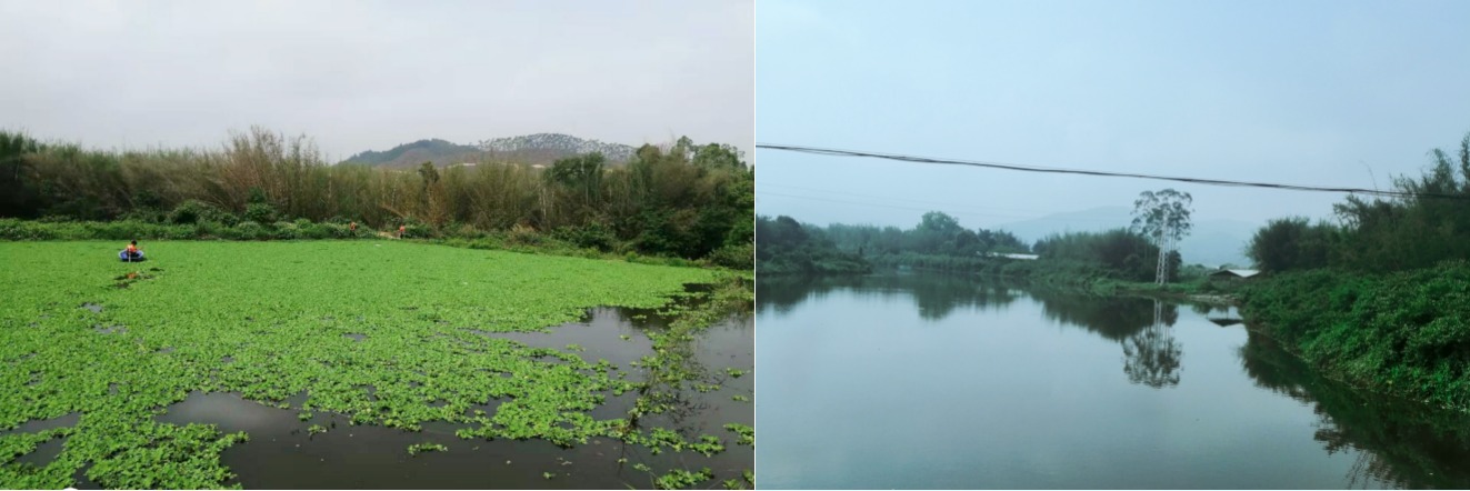 清理河道漂浮物前后對比圖.jpg