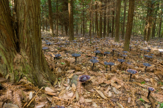 農戶在林下仿野生種植靈芝 農戶在林下仿野生種植靈芝