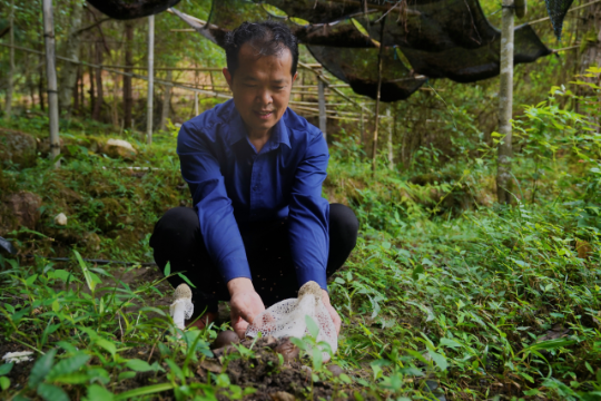 農戶在林下仿野生種植竹蓀、松茸等珍貴食用菌 農戶在林下仿野生種植竹蓀、松茸等珍貴食用菌