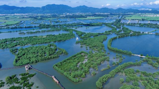 惠東縣用十年時(shí)間將破碎化的紅樹林斑塊培育成萬畝連片濕地。(彭華 攝) 惠東縣用十年時(shí)間將破碎化的紅樹林斑塊培育成萬畝連片濕地。(彭華 攝)