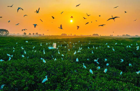 珍稀飛禽云集,湛江紅樹林成“鳥的天堂”。 珍稀飛禽云集,湛江紅樹林成“鳥的天堂”。