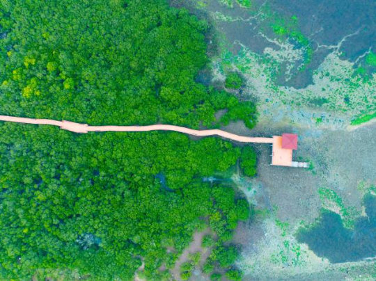 湛江特呈島生長著全球罕見的紅樹林古樹群。(藍(lán)東旭 攝) 湛江特呈島生長著全球罕見的紅樹林古樹群。(藍(lán)東旭 攝)