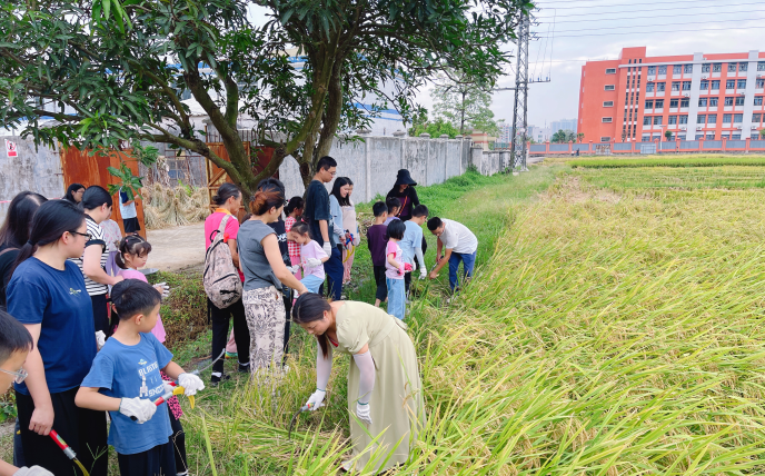 稻香金滿倉 親子共豐收 ——市農(nóng)業(yè)農(nóng)村局開展主題實踐活動